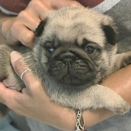 Grey Collar Boy - Fawn male Pug puppy in New Braunfels, Texas from Kex Pug Haus