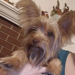 Tucker - Yorkshire Terrier