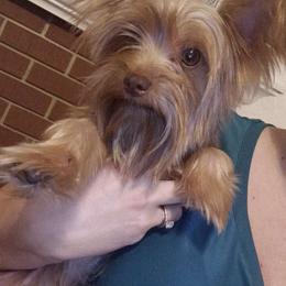 Tucker - Yorkshire Terrier