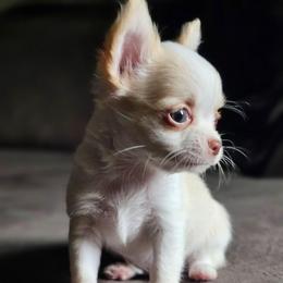 El Toro - Cream and white male Chihuahua puppy in Springfield, Missouri from Casadelopez Tails