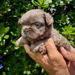 Teddy - Tricolors male French Bulldog puppy in San Diego, California from Hlop Frenchies LLC