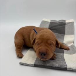 Blue - Yellow male Labrador Retriever puppy in Heath Springs, South Carolina from Rich Hill Retrievers