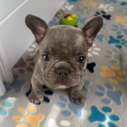 White collar - Blue fawn female French Bulldog puppy in Livingston, Texas from Drake Home Frenchies