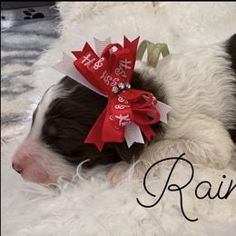 Rain - Parti female Poodle puppy in Prosperity, Pennsylvania from Stelladoodles & Company