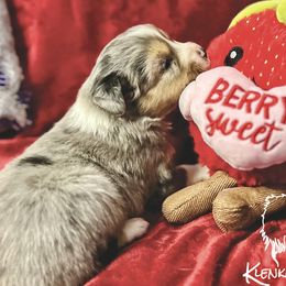 Tommy Shelby - Blue merle Toy Australian Shepherd puppy in Syracuse, Indiana from Klenke Toy Aussies