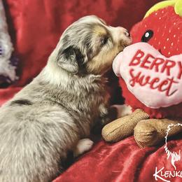 Tommy Shelby - Blue merle Toy Australian Shepherd puppy in Syracuse, Indiana from Klenke Toy Aussies
