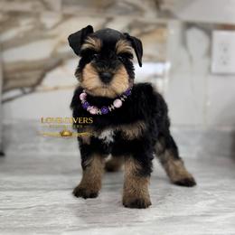 Black and Tan-Red Female 2 - Black and silver female Miniature Schnauzer puppy in Lake Placid, Florida from Love Giver Schnauzers