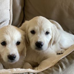 Golden Retriever Puppies from Cream of the Crop Goldens Michigan