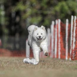 Samoyed All Grown Up from Koukla Samoyeds