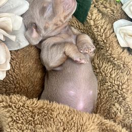 Dachshund Puppies from Harrison Farm