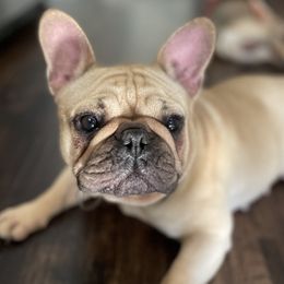 French Bulldogs from Paw and Oates