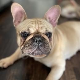 French Bulldogs from Paw and Oates