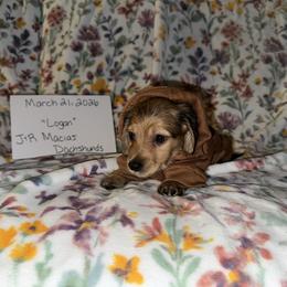 Logan AKC Cream - Cream male Dachshund puppy in Magnolia, Texas from J&R Macias Dachshunds