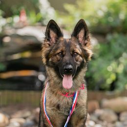 Whiskey - German Shepherd