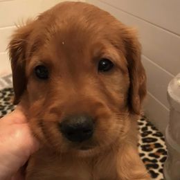 Golden Retrievers from Slickrock Goldens