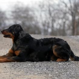 Beauceron puppies from WildGoose Beaucerons