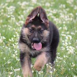 German Shepherd Puppies from Zwinger vom haus Huro