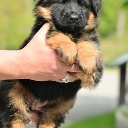 Black and Red Female - Black and red female German Shepherd puppy in Twin Lake, Michigan from Drago Team ~ Michigan K9
