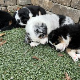 Miniature Australian Shepherd Puppies from Amberwood DD Aussies