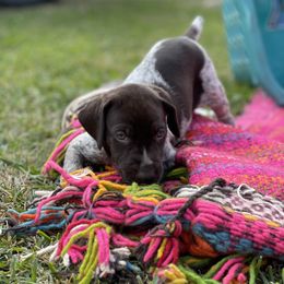 German Shorthaired Pointer Puppies from Dem Feuerhaus Gun Dogs