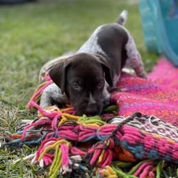German Shorthaired Pointer Puppies from Dem Feuerhaus Gun Dogs