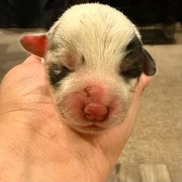 Male blue merle - White and black male Pembroke Welsh Corgi puppy in Glendale, Arizona from CorgiholicsAz