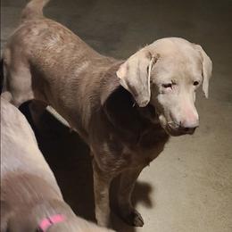Stella - Labrador Retriever