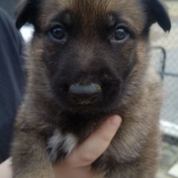 German Shepherds from Varju German Shepherds