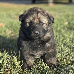 Logan - Sable male German Shepherd puppy in Missoula, Montana from Spartan German Shepherds