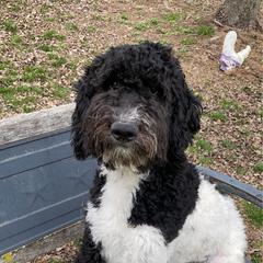 Tiana - Black and white Aussiedoodle puppy in New Philadelphia, Ohio from Oldtown Doodles