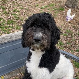 Tiana - Black and white Aussiedoodle puppy in New Philadelphia, Ohio from Oldtown Doodles