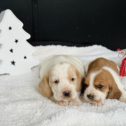 Basset Hound Puppies from Central Kentucky Basset Hounds