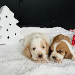 Basset Hound Puppies from Central Kentucky Basset Hounds