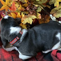Basset Hound Puppies from Rain and Snow Bassets