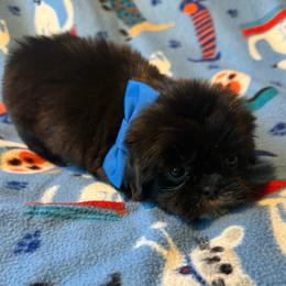 Howie - Black male Shih Tzu puppy in Kamilche, Washington from Serendipity Shih tzu
