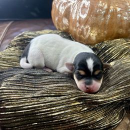 Milady - Black and white female Chihuahua puppy in Winston Salem, North Carolina from LaythStone
