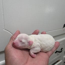 Snowy - White male Poodle puppy in Lawton, Oklahoma from My Precious Toy Poodles