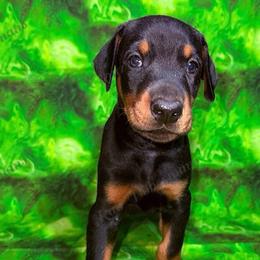 Red - Black and rust male Doberman Pinscher puppy in Louisville, Kentucky from Ruiz Dobermans