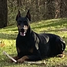 Daisy - Doberman Pinscher