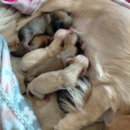 Dallas - Cream female Dachshund puppy in Wichita Falls, Texas from Desert Willow Dachshunds