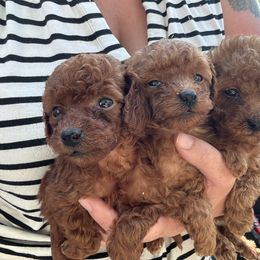 Girl 3 - Red  female Poodle puppy in Vista, California from Red Head Heaven Poodles