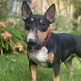 Kapla - Miniature Bull Terrier