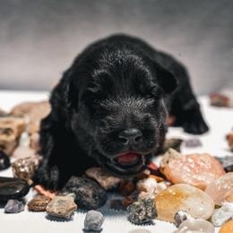 Onyx - Black male German Shepherd puppy in Windsor, South Carolina from Sinister Shepherds