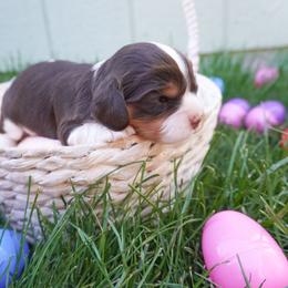 Guava Chocolate Tri Color - Chocolate female Cavalier King Charles Spaniel puppy in Nampa, Idaho from Heart Mountain Cavaliers & Floating Feathers Kennel