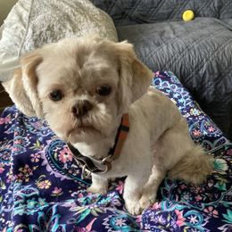 Seamus - Shih Tzu