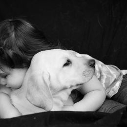 Labrador Retriever Puppies from Whiskey River Labradors