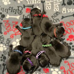 Green Boy - Black male Labrador Retriever puppy in Colorado from Albrecht Farms Labrador Retrievers