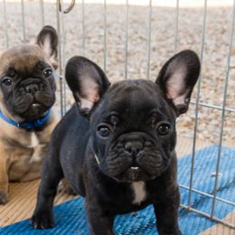 French Bulldog Puppies from SandRiver Kennel