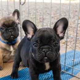 French Bulldog Puppies from SandRiver Kennel