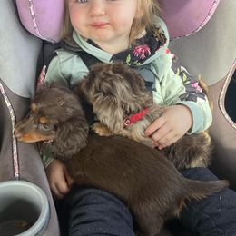 Dachshund Puppies from State Line Dachshunds